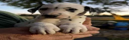 Dalmatian dogs for sale: Male 1 - Ad 2