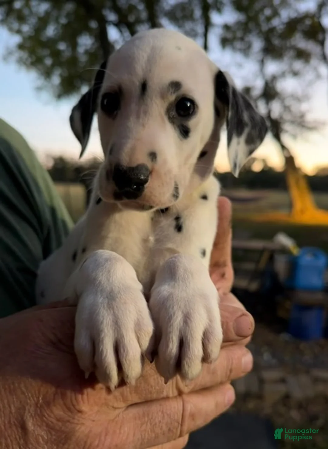 Dalmatian dogs for sale: Male 1 - Ad 2