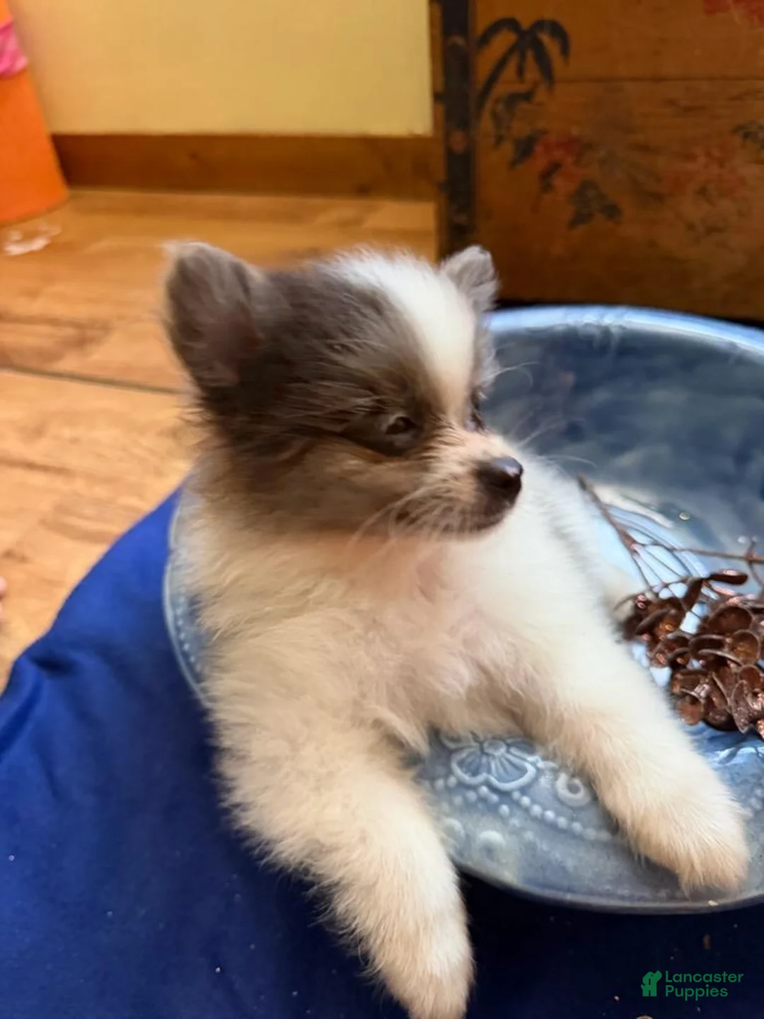 Pomeranian dogs for sale: Pomeranian 2 kendall - Ad 2