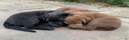 Mixed Breed dogs for sale: Inka - Ad 15