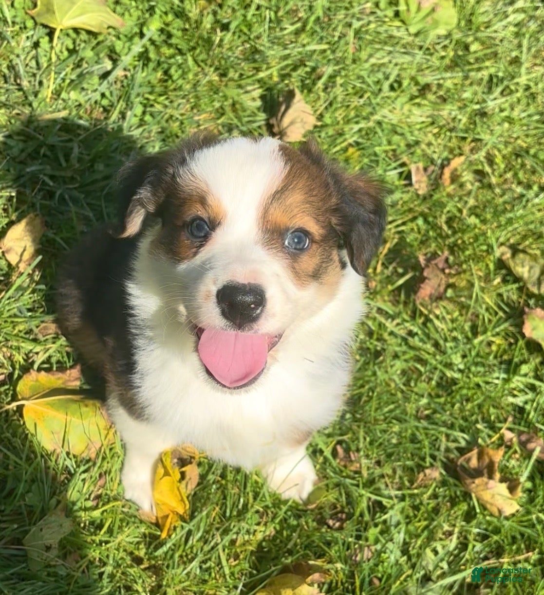 Mixed Breed dogs for sale: Belle - Ad 2