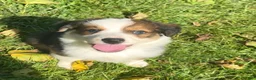 Mixed Breed dogs for sale: Belle - Ad 2