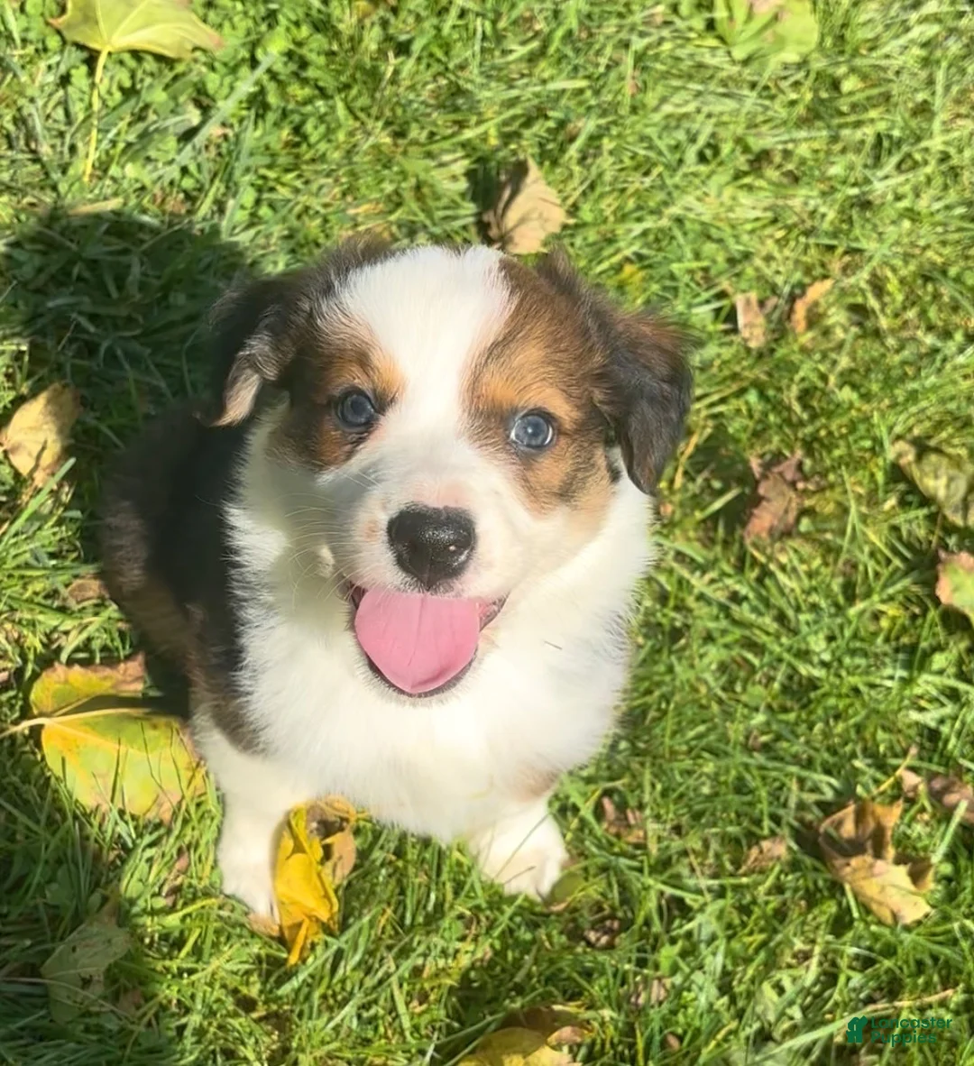 Mixed Breed dogs for sale: Belle - Ad 2