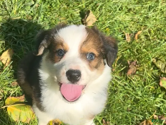 Mixed Breed dogs for sale: Belle - Ad 2