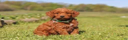 Mini Goldendoodle dogs for sale: Finn - Ad 4
