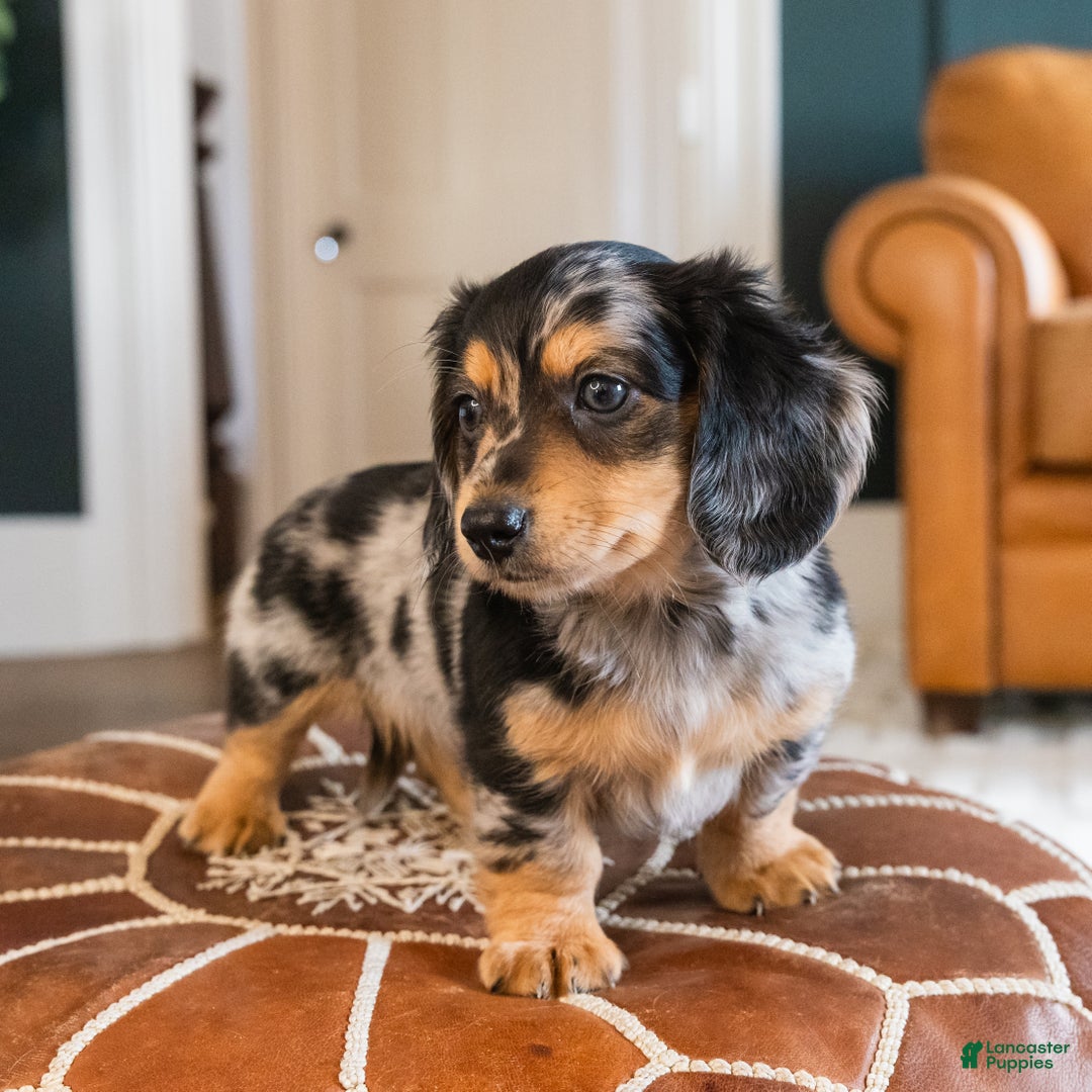Dachshund dogs for sale: Dash - CHRISTMAS PUPPY! - Ad 17