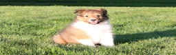 Shetland Sheepdog dogs for sale: Liberity - Ad 5