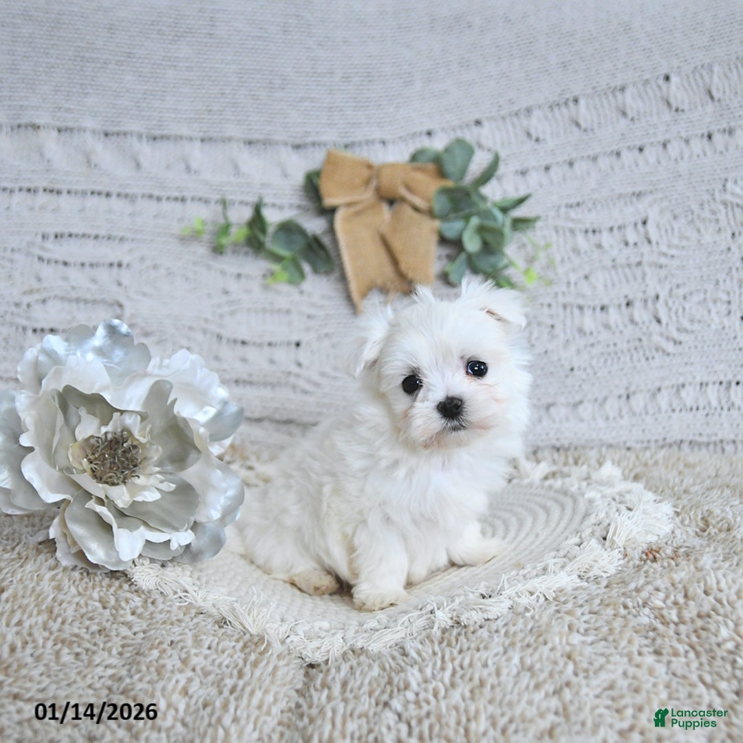 Maltese dogs for sale: Valentine EXTRA SMALL - Ad 5