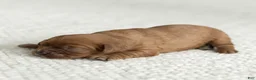Cavalier King Charles Spaniel dogs for sale: Max Cavalier King Charles Spaniel  - Ad 3