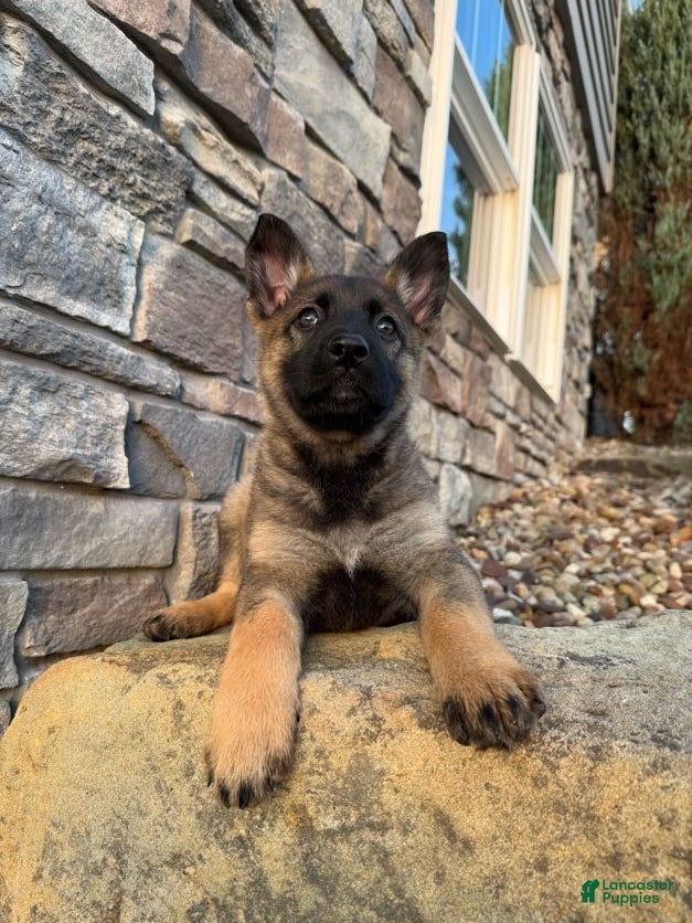 German Shepherd dogs for sale: Lily - Ad 2