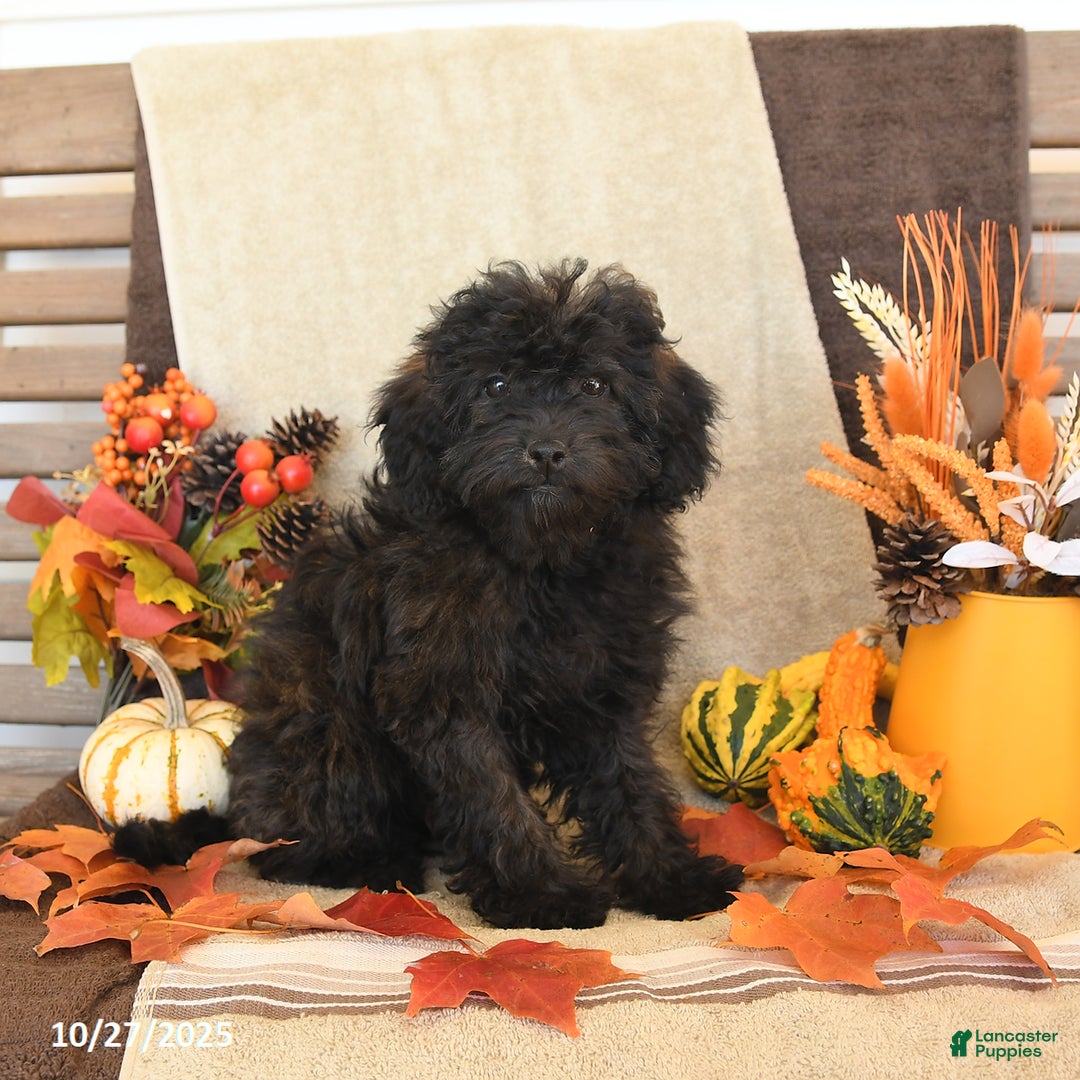 Mini Goldendoodle dogs for sale: Coconut - Image 4