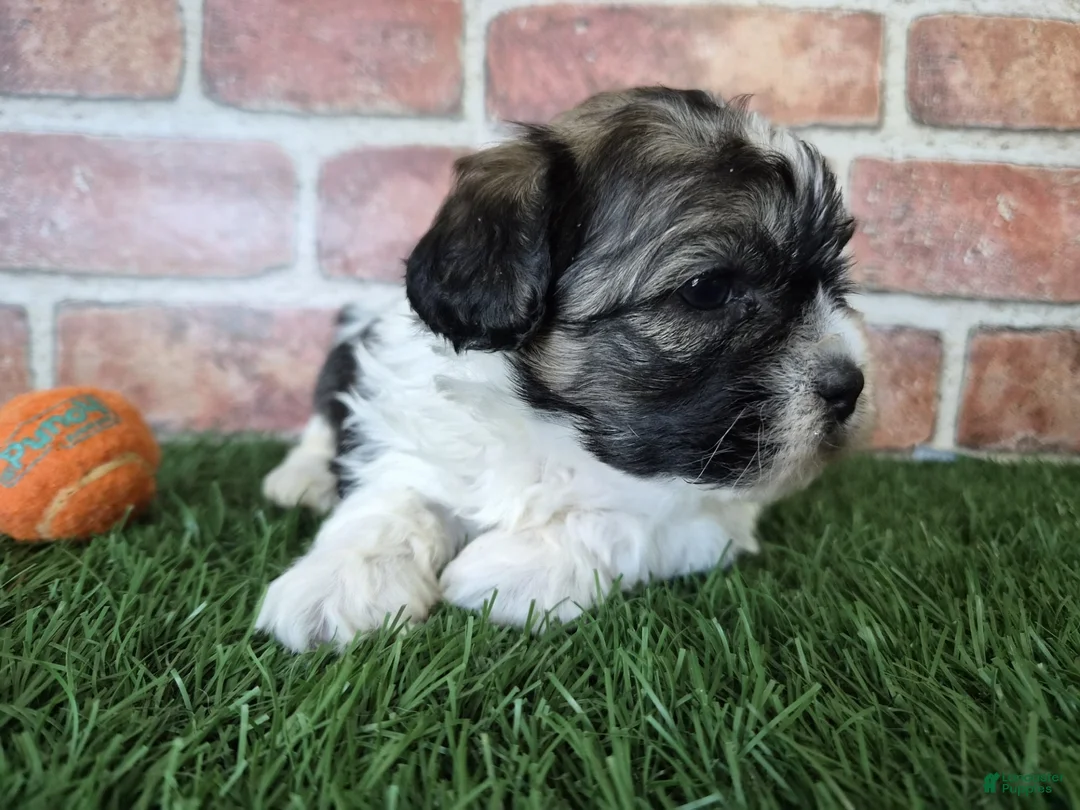 Shihpoo dogs for sale: Waylon - Ad 4