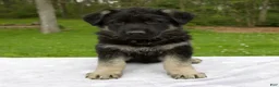 German Shepherd dogs for sale: Moon - Ad 3