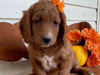 Goldendoodle dogs - Ad 2