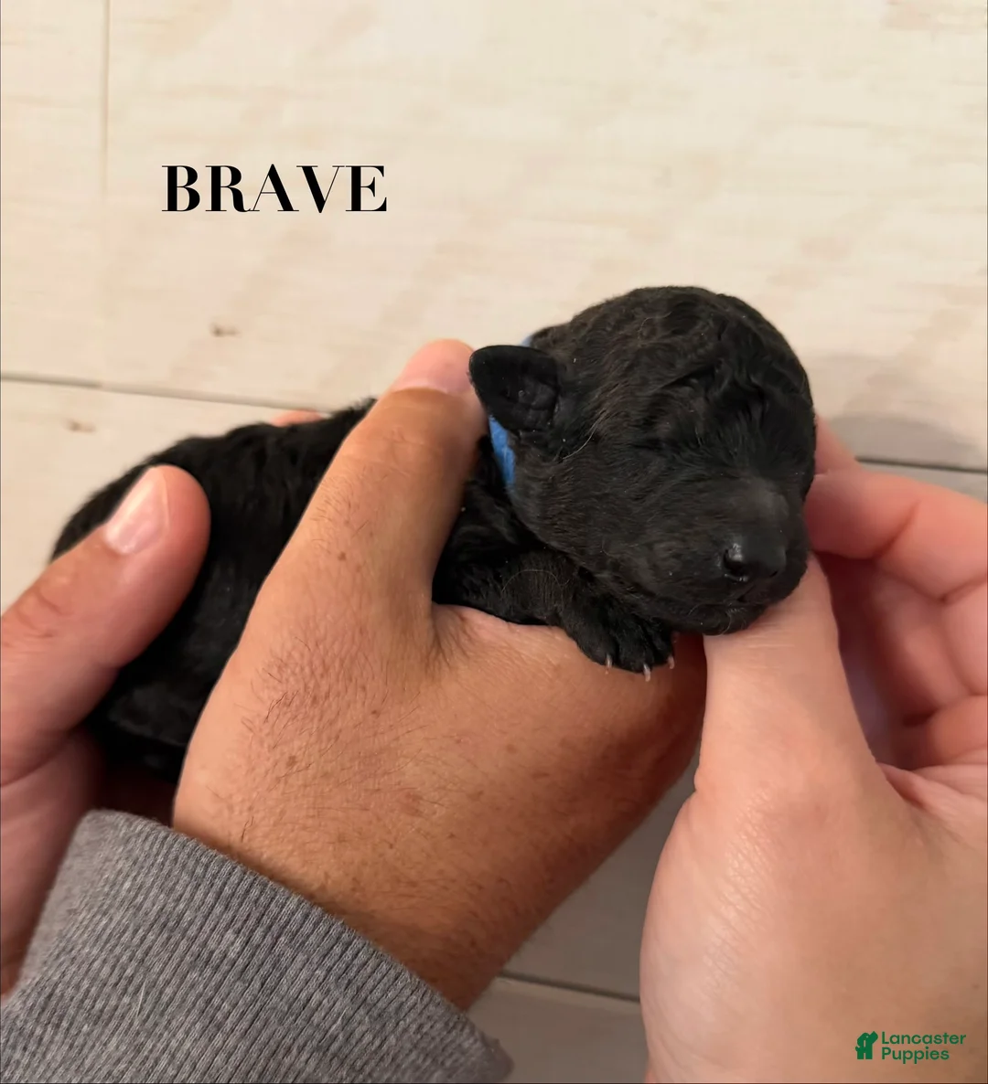 Standard Poodle dogs for sale: Standard Poodle Puppy 2 - Ad 1