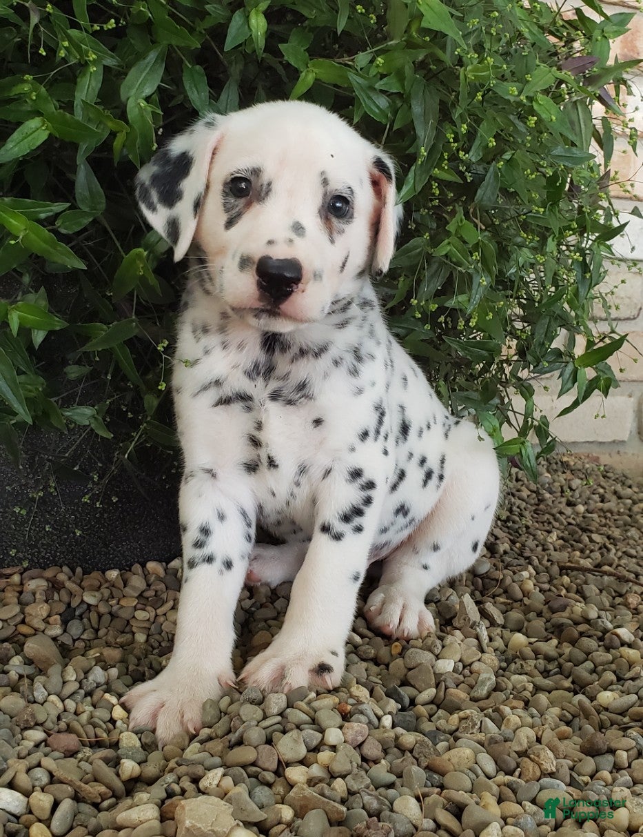 Dalmatian dogs Sparkey - Ad 2