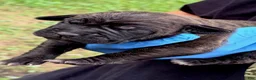 Cane Corso dogs for sale: Zara - Ad 5
