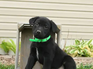 Mixed Breed dogs for sale: Buster - Ad 3