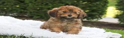 Cavapoo dogs for sale: Rudy - Ad 7