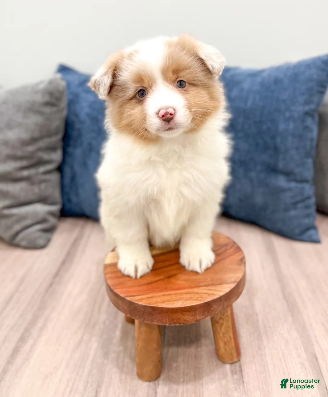 Miniature Australian Shepherd dogs for sale: Lilac - Ad 2
