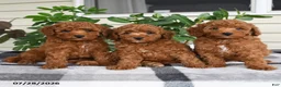 Miniature Poodle dogs for sale: Windson - Ad 5