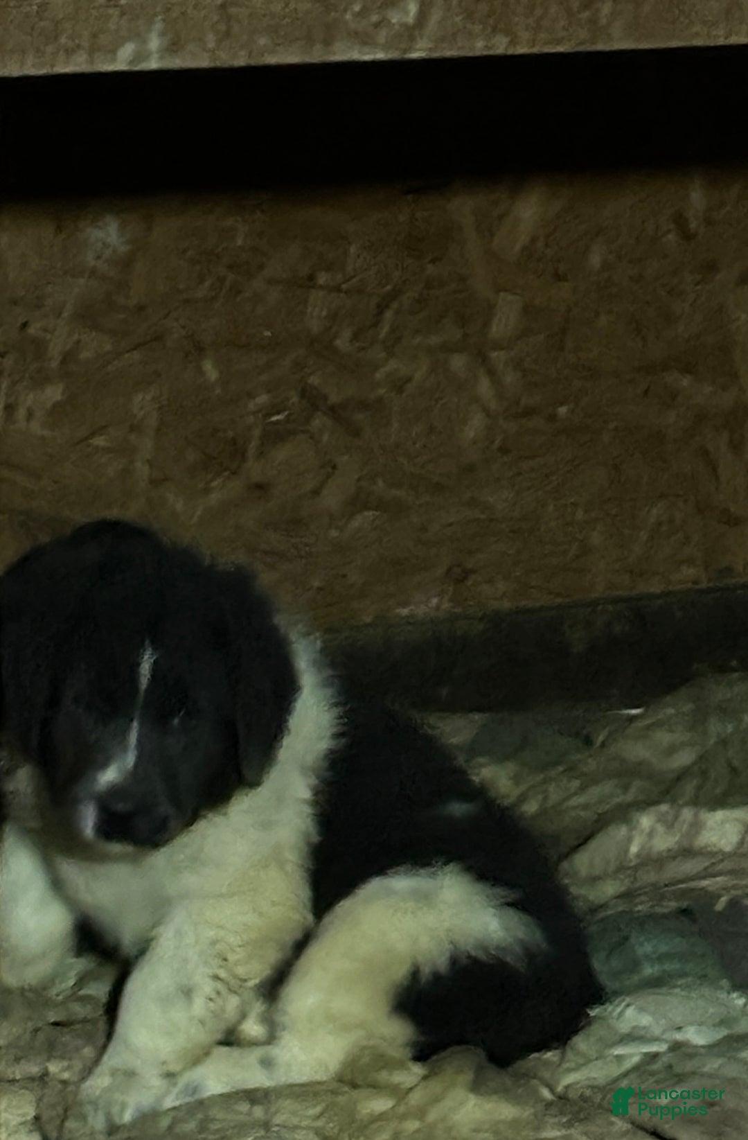 Newfoundland dogs for sale: Emma - Ad 2