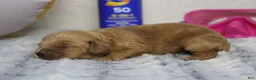 Cockapoo dogs for sale: Carrie - Ad 6