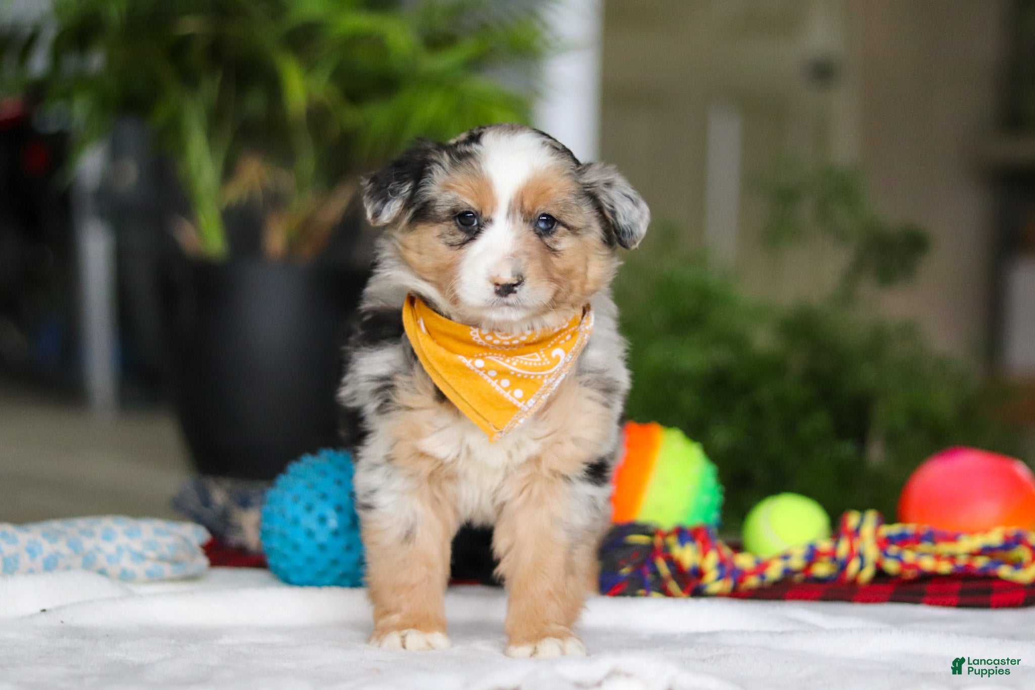 Australian Shepherd dogs Freckles - Ad 2