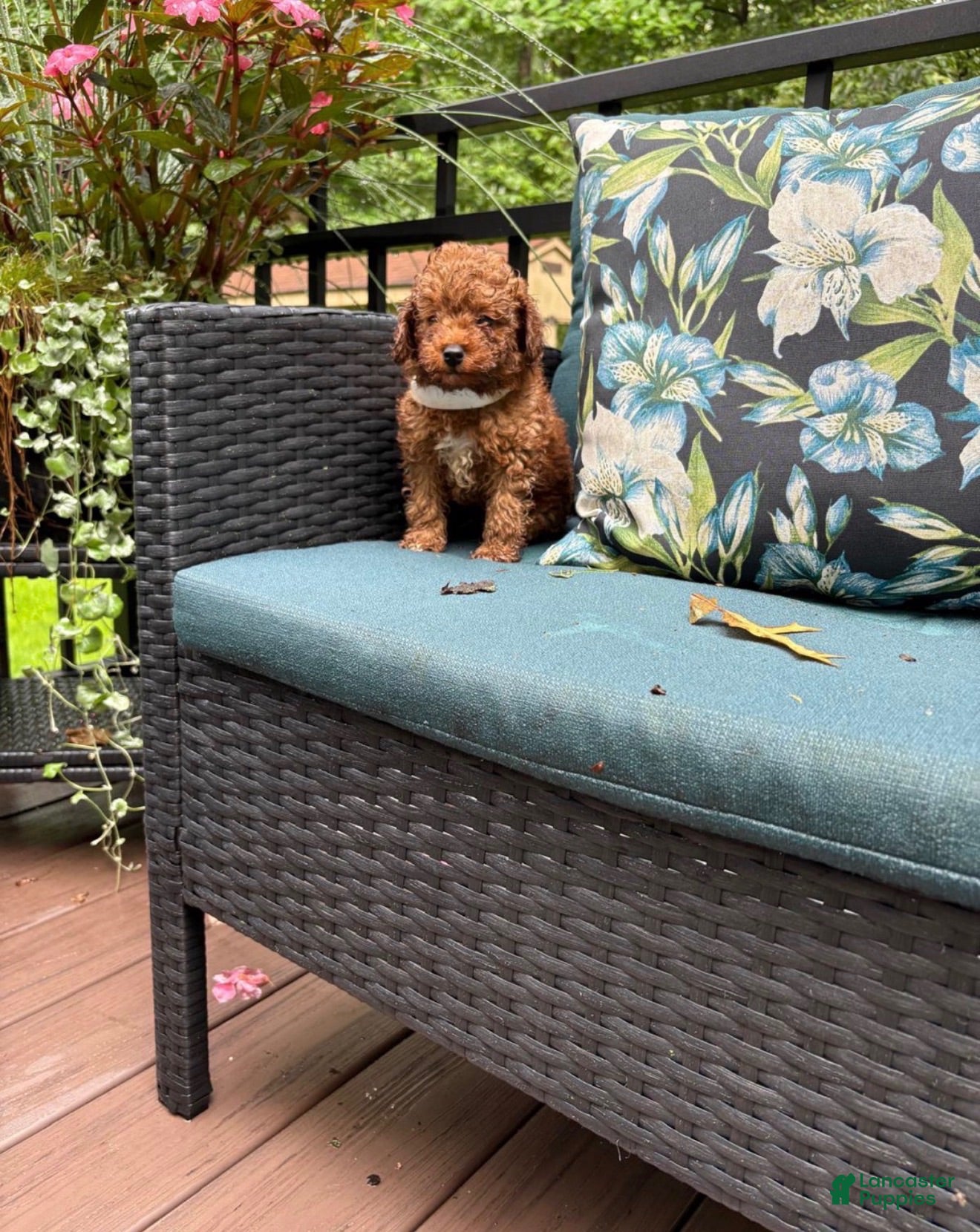 Miniature Poodle dogs for sale: Pierre  - Ad 2