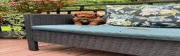 Miniature Poodle dogs for sale: Pierre  - Ad 1