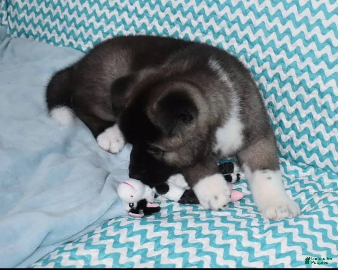 Akita dogs for sale: Zack - Ad 2