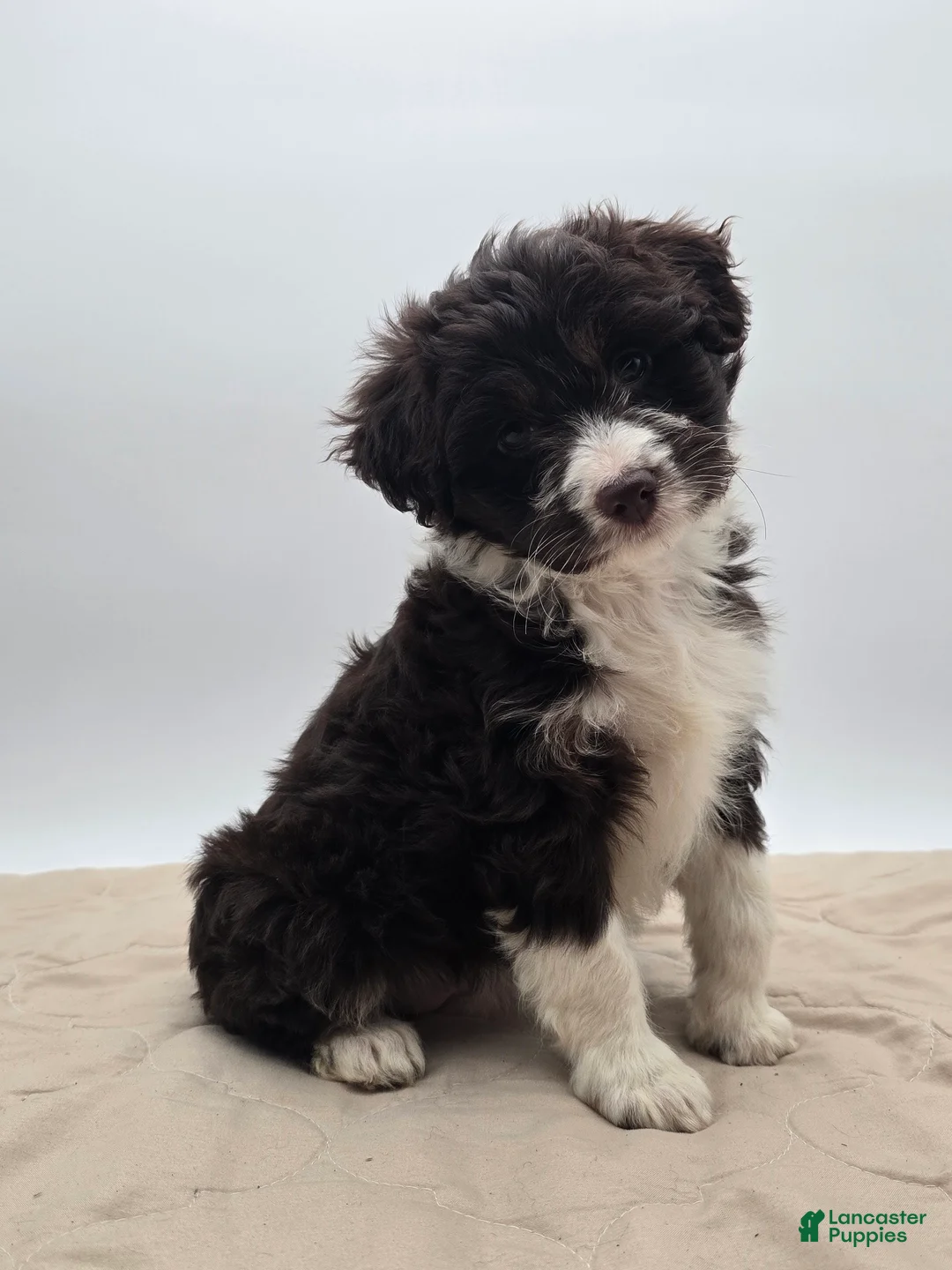 Aussiedoodle dogs for sale: Lucy - Ad 1