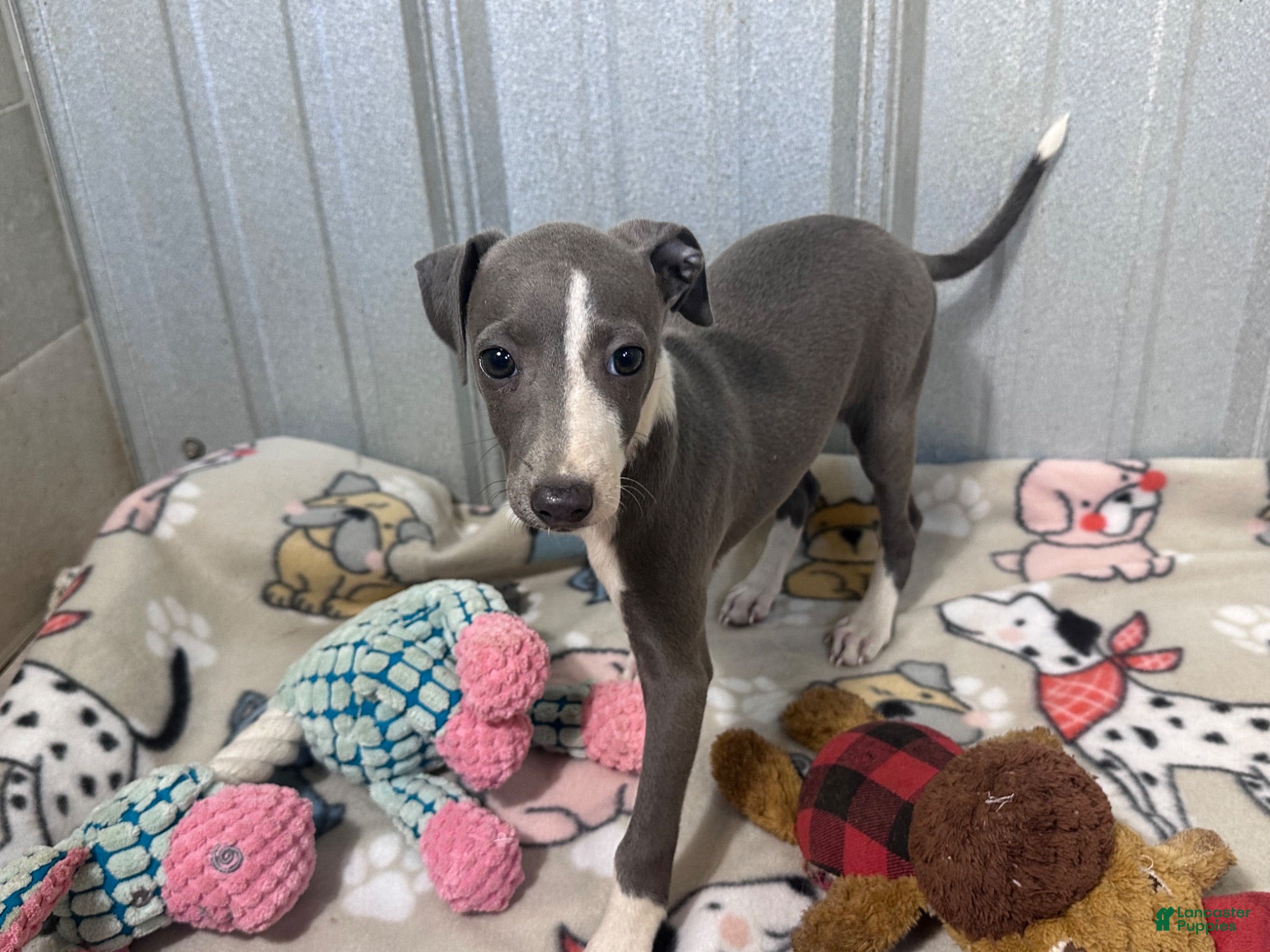 Italian Greyhound dogs Strawberry - Ad 1