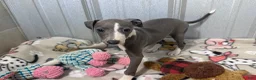 Italian Greyhound dogs for sale: Strawberry - Ad 1