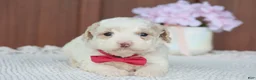 Toy Poodle dogs for sale: Star - Ad 3