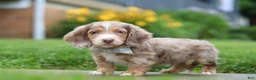 Dachshund dogs for sale: Ollie - Ad 6