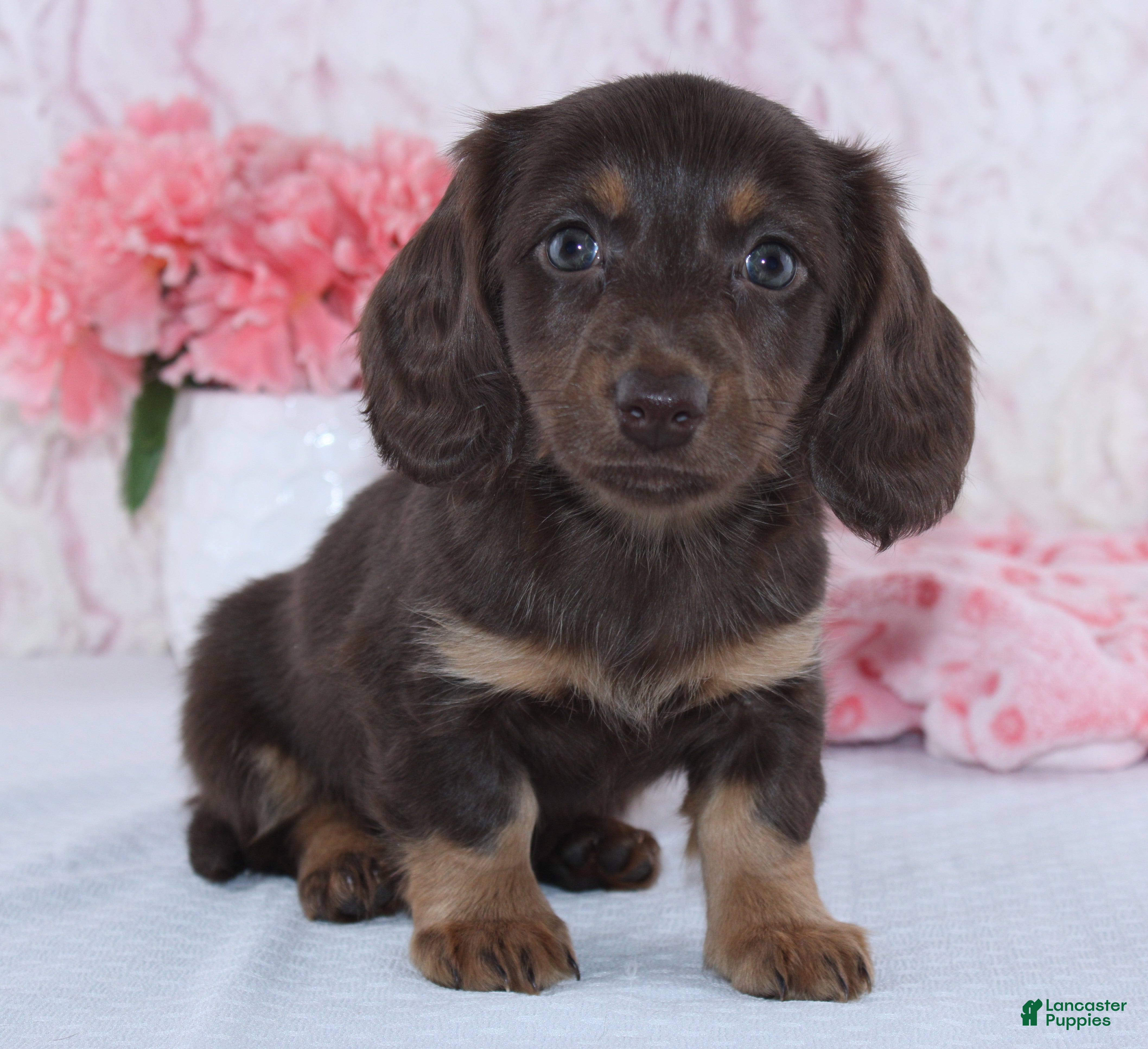 Miniature Dachshund dogs Dawn - Ad 2