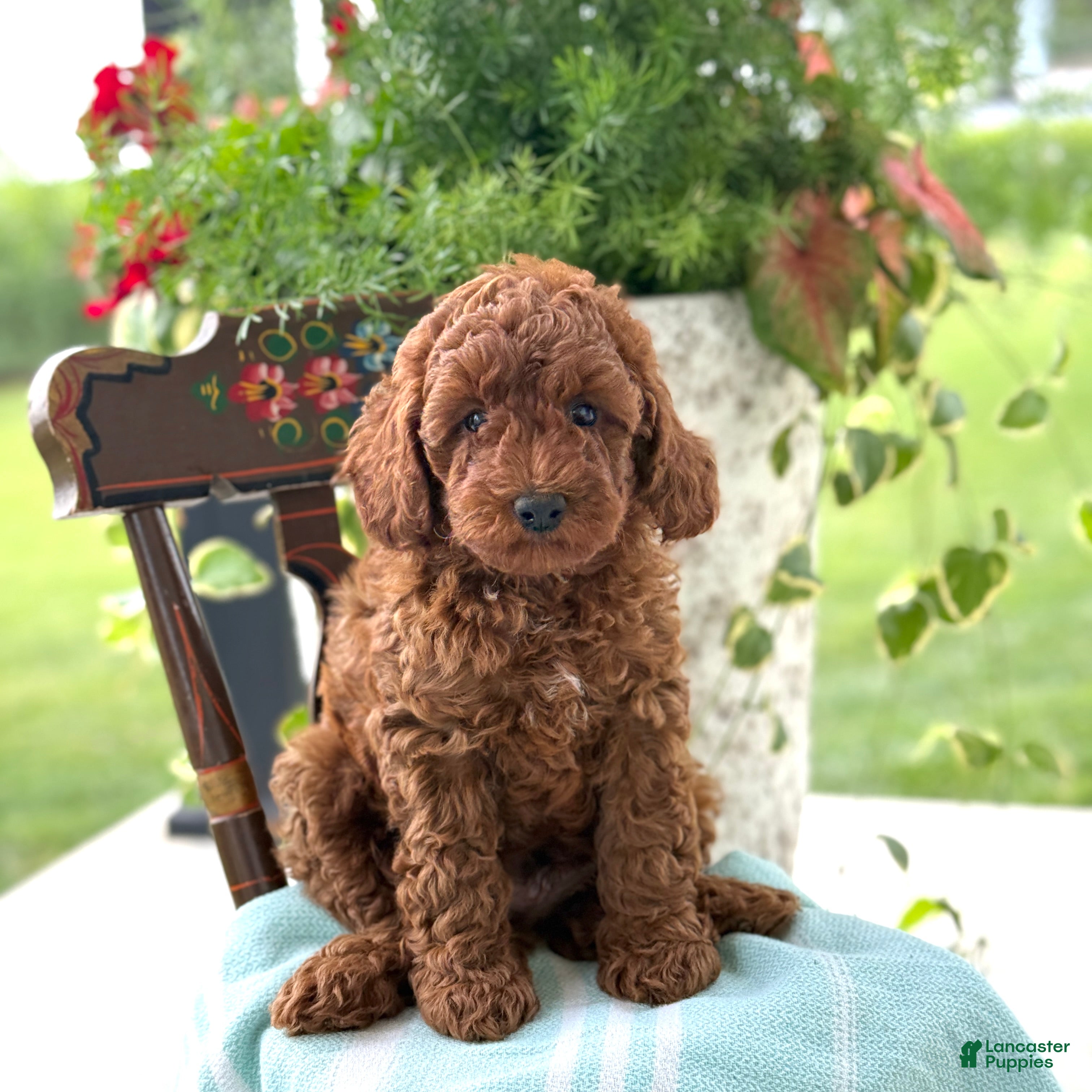 Miniature Poodle dogs Teddy - Ad 1