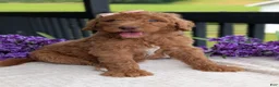 Goldendoodle dogs for sale: Miss Daisy - Ad 6