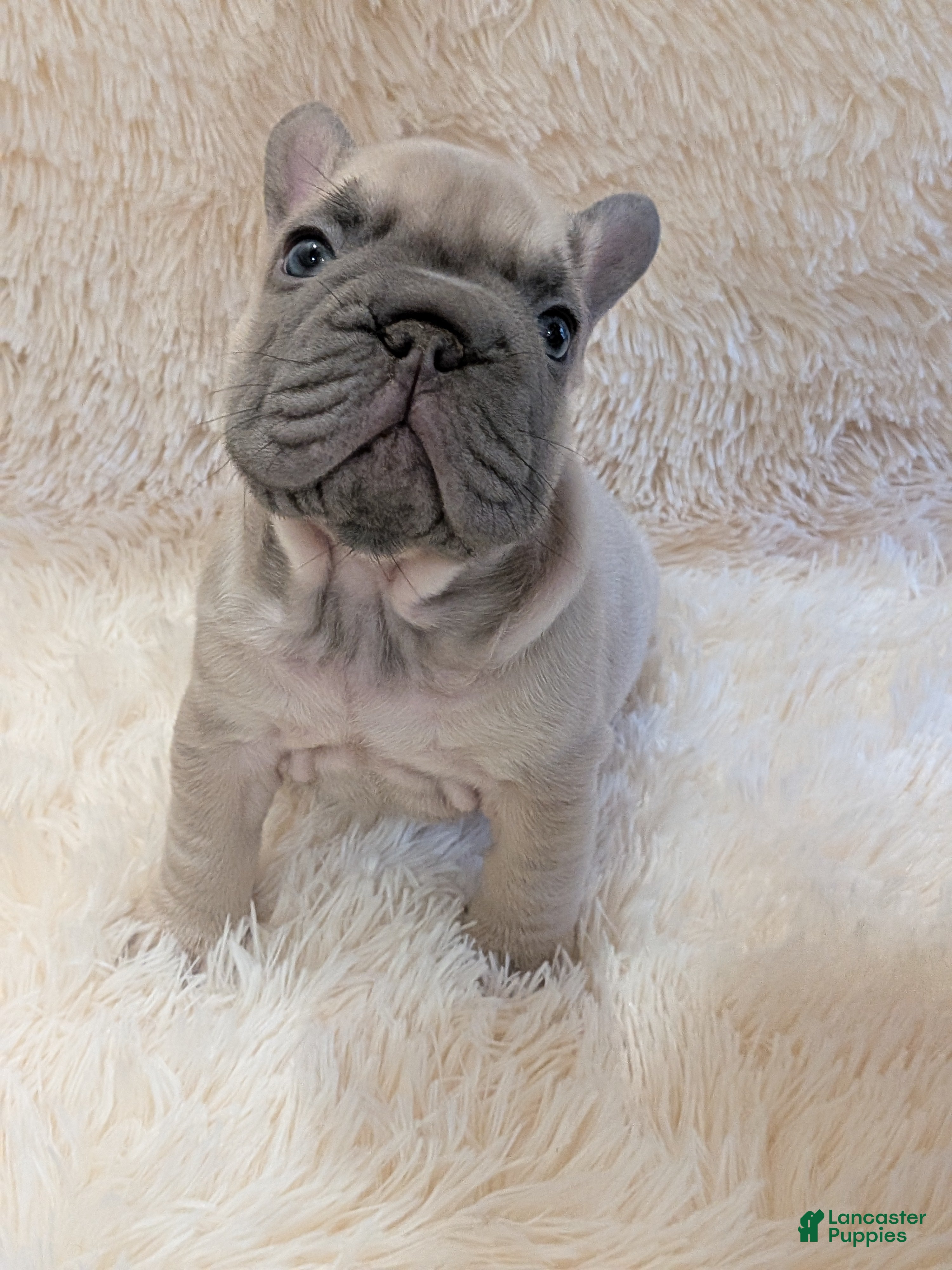 French Bulldog dogs Rugrat  - Ad 40