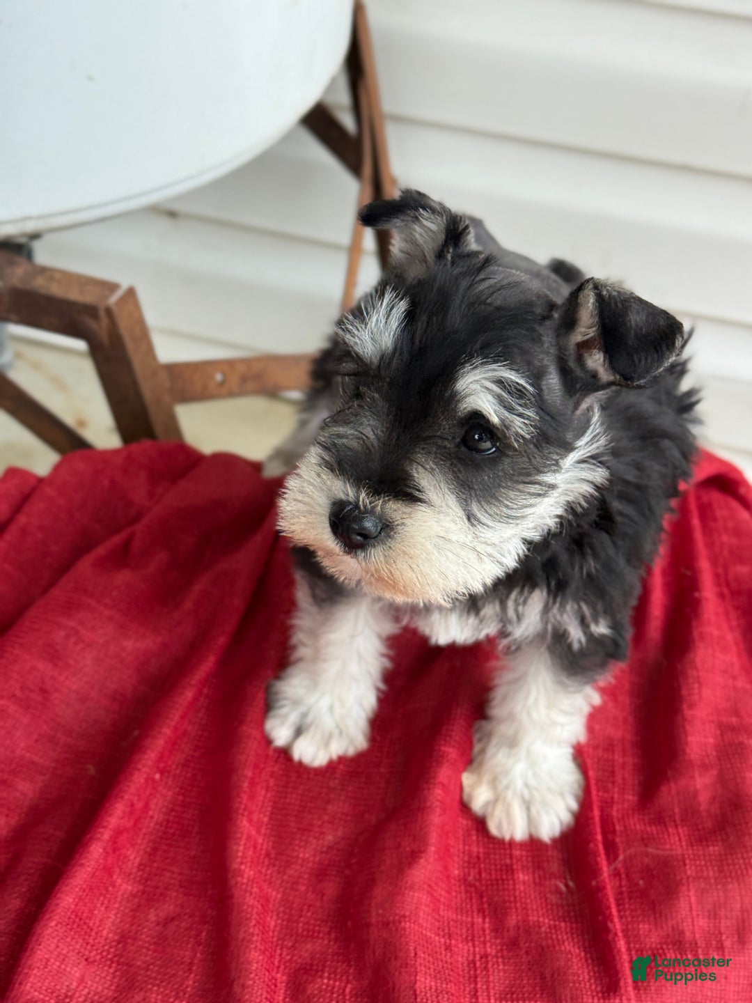 Miniature Schnauzer dogs for sale: Snuggles - Ad 11