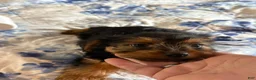 Yorkshire Terrier dogs for sale: Tiny Sasha  - Ad 2