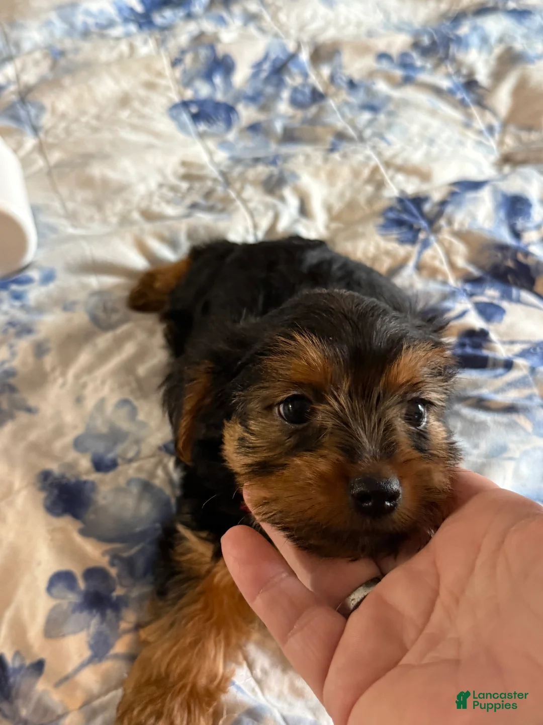 Yorkshire Terrier dogs for sale: Tiny Sasha  - Ad 2