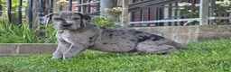 Great Dane dogs for sale: Wheeler - Ad 5