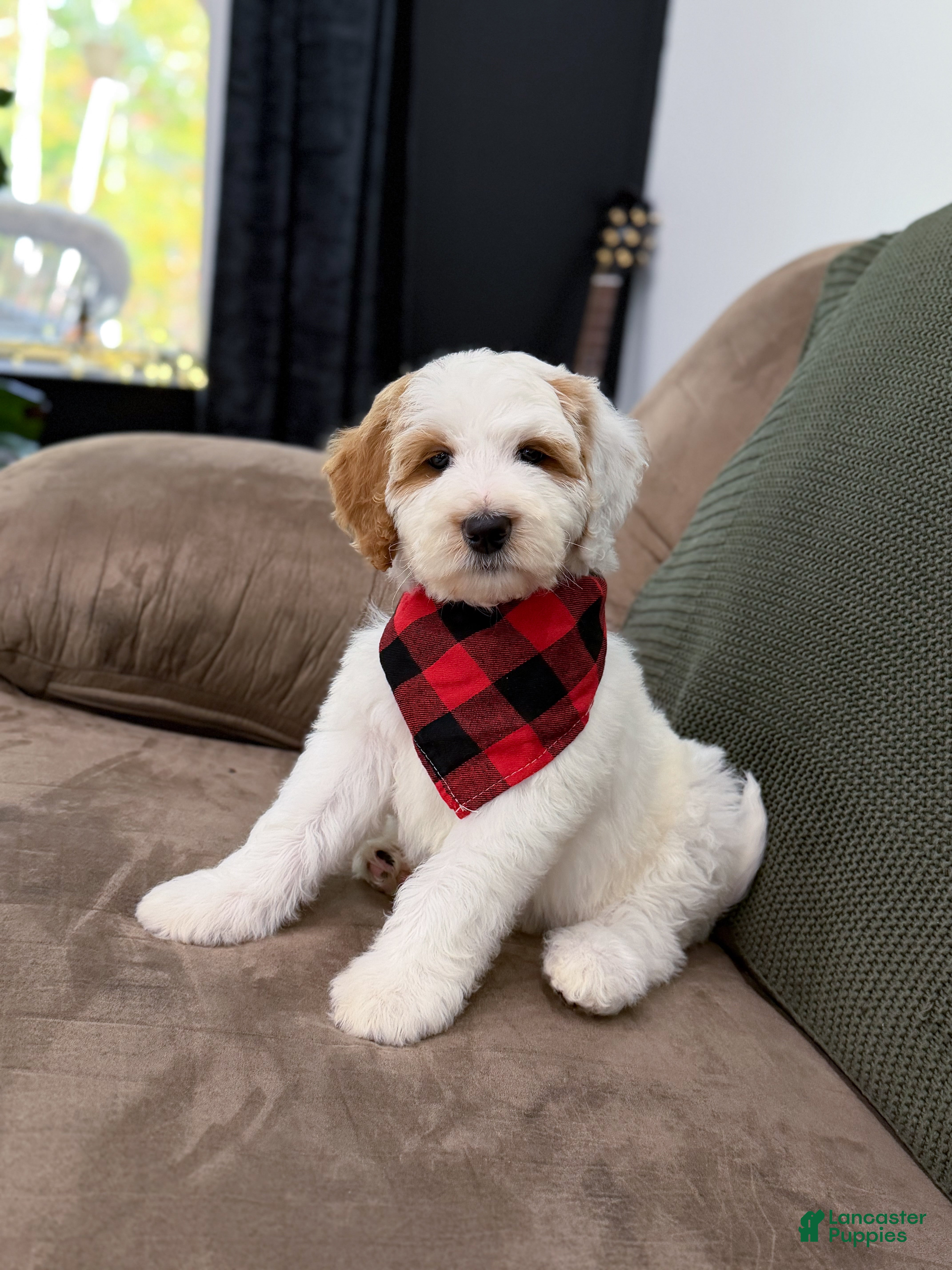 Goldendoodle dogs for sale: Hello I’m Forest🩵 - Ad 2