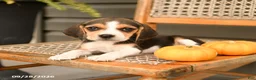 Beagle dogs for sale: Sweetie - Ad 3