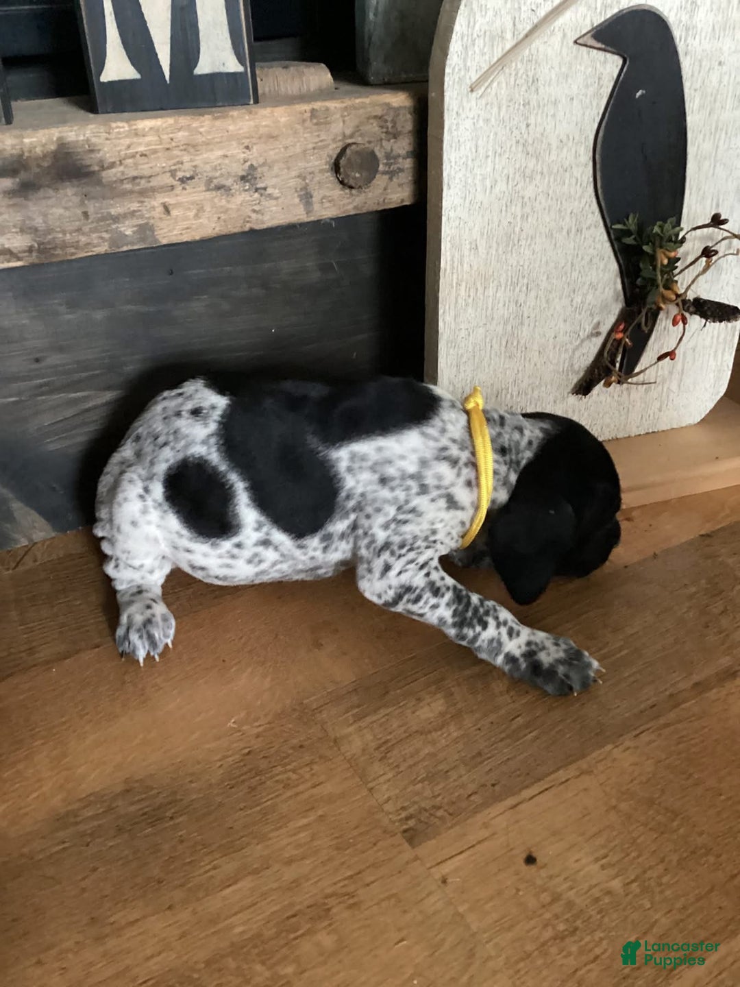 German Shorthaired Pointer dogs for sale: German Shorthaired Pointer Puppy 1 - Ad 3