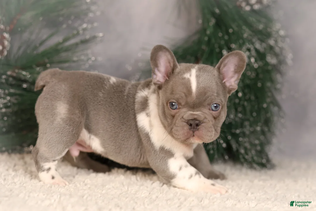 French Bulldog dogs for sale: Baxter - Ad 7