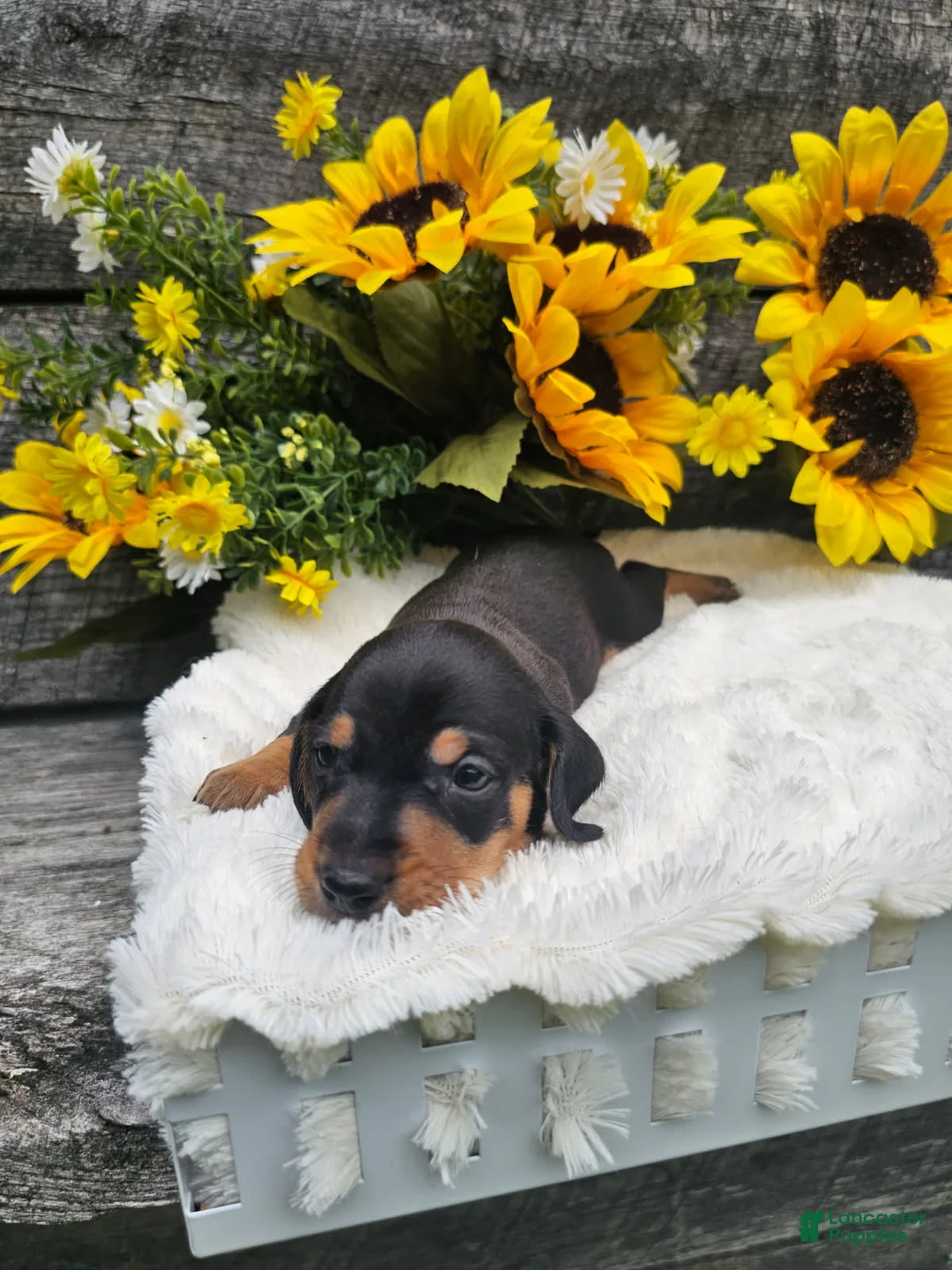 Dachshund dogs for sale: Oscar - Ad 2
