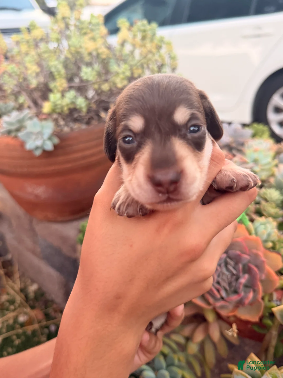 Miniature Dachshund dogs for sale: Miniature Dachshund 2 - Ad 2